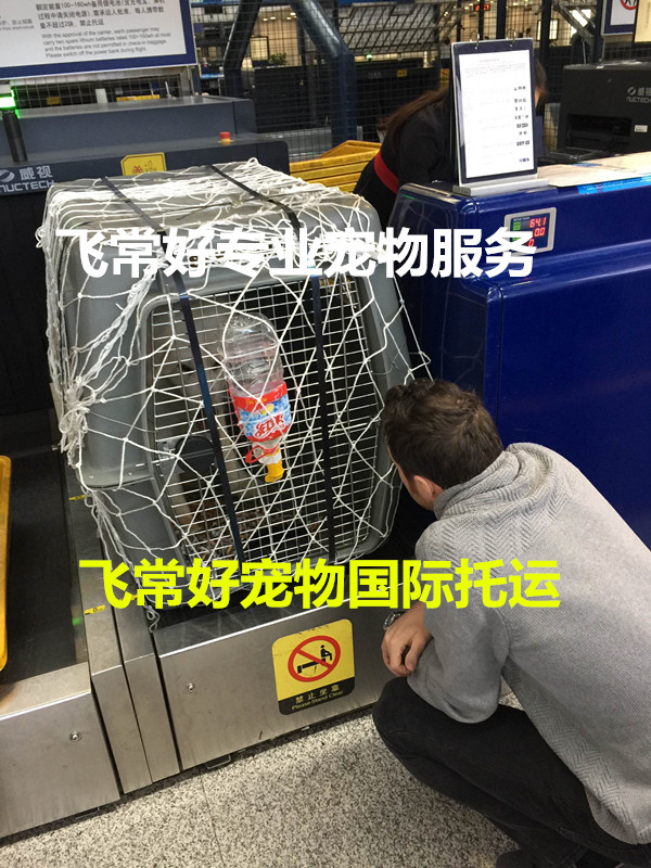 全国宠物托运上门服务北京上海广州深圳猫狗空运火车汽运快递运输