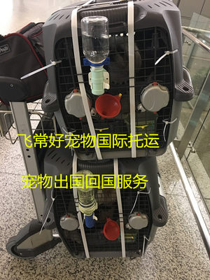 代办国际宠物托运空运特快台湾香港澳门服务门到门免隔离