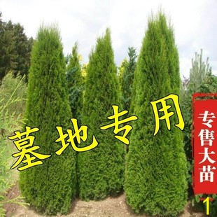 柏树树苗大树塔柏四季常青松蜀桧扁侧柏树苗宝塔松松柏树龙柏树苗