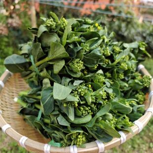 新霜冻青菜苔菜心新鲜绿色蔬菜嫩菜头现摘农家菜尖油菜苔软糯甜