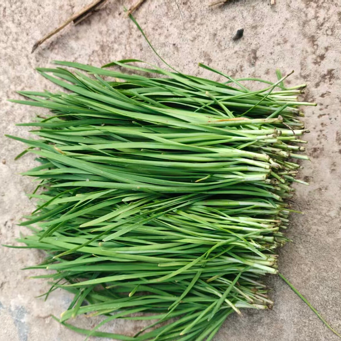 W 4新鲜韭菜农家自种小叶笨韭菜头茬割韭菜饺子细叶土韭菜盒子