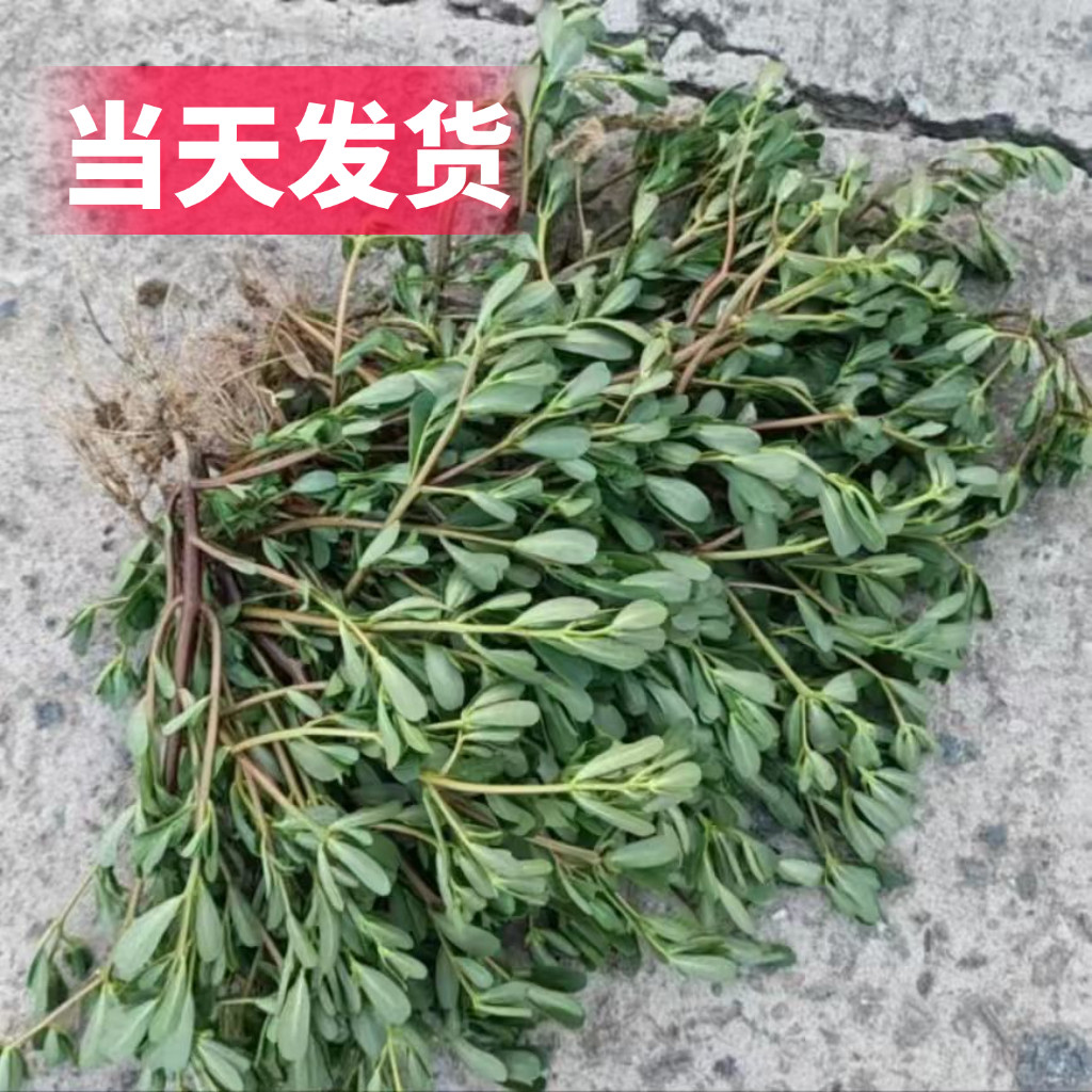 W4新鲜批发现发马齿苋野生蔬菜马齿苋京东快递蚂蚁五行草当天发货