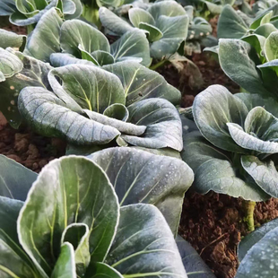 露天霜冻青菜苔菜心新鲜蔬菜嫩菜头现摘农家菜尖油菜苔软糯甜10