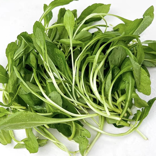 冬马兰头新鲜马兰头菜头茬野菜时令野菜红梗菜鸡儿肠马兰芽露天