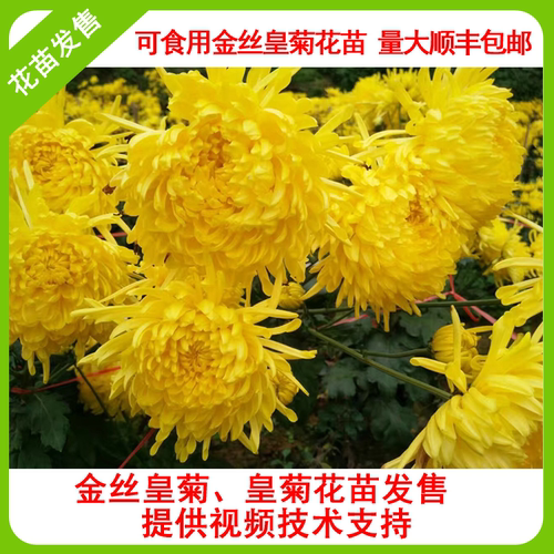 正宗黄山金丝菊花苗室外可食用