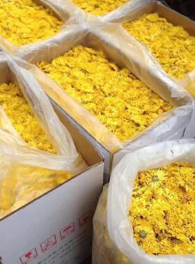 大量250克黄山高品质金丝皇菊