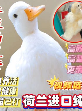荷兰纯种柯尔鸭幼崽正品赛级S级网红活宠物青年成年可达鸭会下蛋