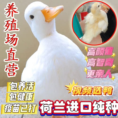 荷兰纯种柯尔鸭幼崽正品赛级S级网红活宠物青年成年可达鸭会下蛋