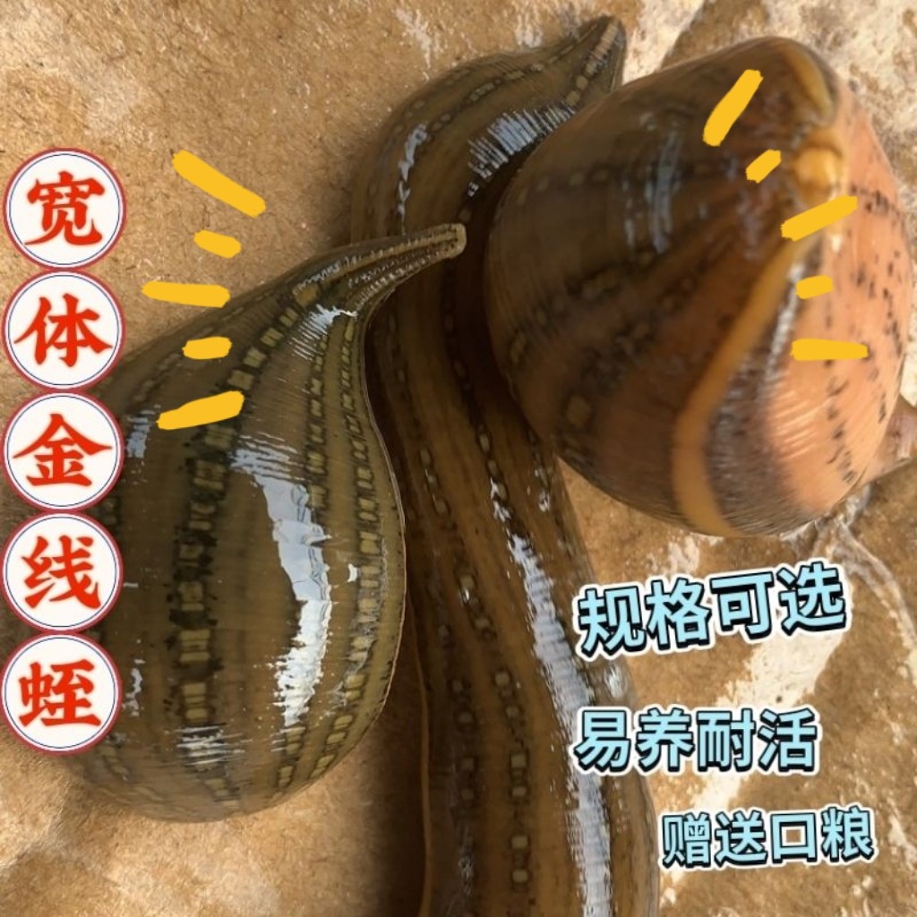 宽体金线水蛭蚂蝗鲜活野生水蛭医用水蛭活的小宠物活体软黄金水蛭