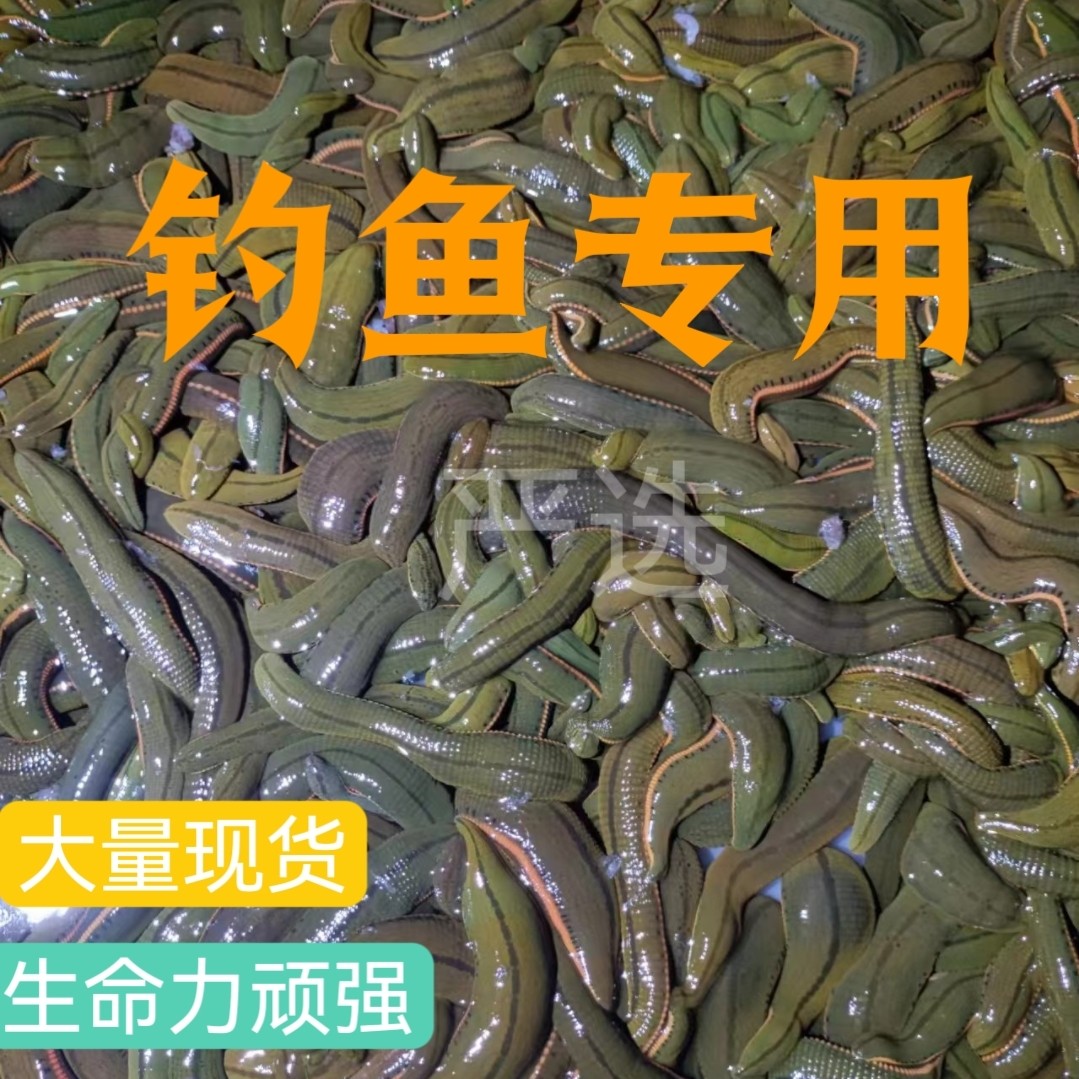 钓鱼专用菲牛蛭活体蚂蟥食用鱼饵钓鱼江团肥头龙鱼饲料包邮鲜活