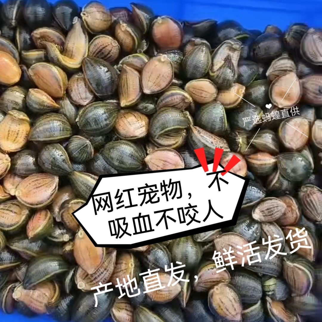 宽体金线水蛭蚂蝗鲜活野生水蛭医用水蛭活的小宠物活体软黄金水蛭