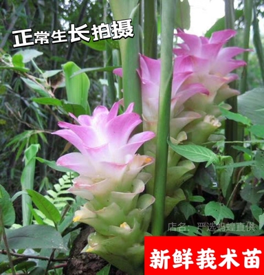新鲜莪术苗姜荷花四季绿植物室内外阳台庭院盆栽易活好养花苗花卉