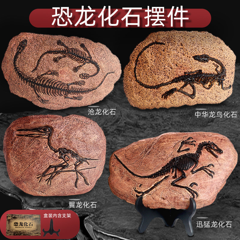 仿真恐龙迅猛翼沧龙化石展台摆件模型玩具家居装饰科考古教育认知