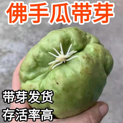 佛手瓜龙须菜带芽带土盆栽苗