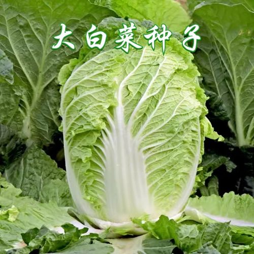丰抗系列大白菜种子老品种高产