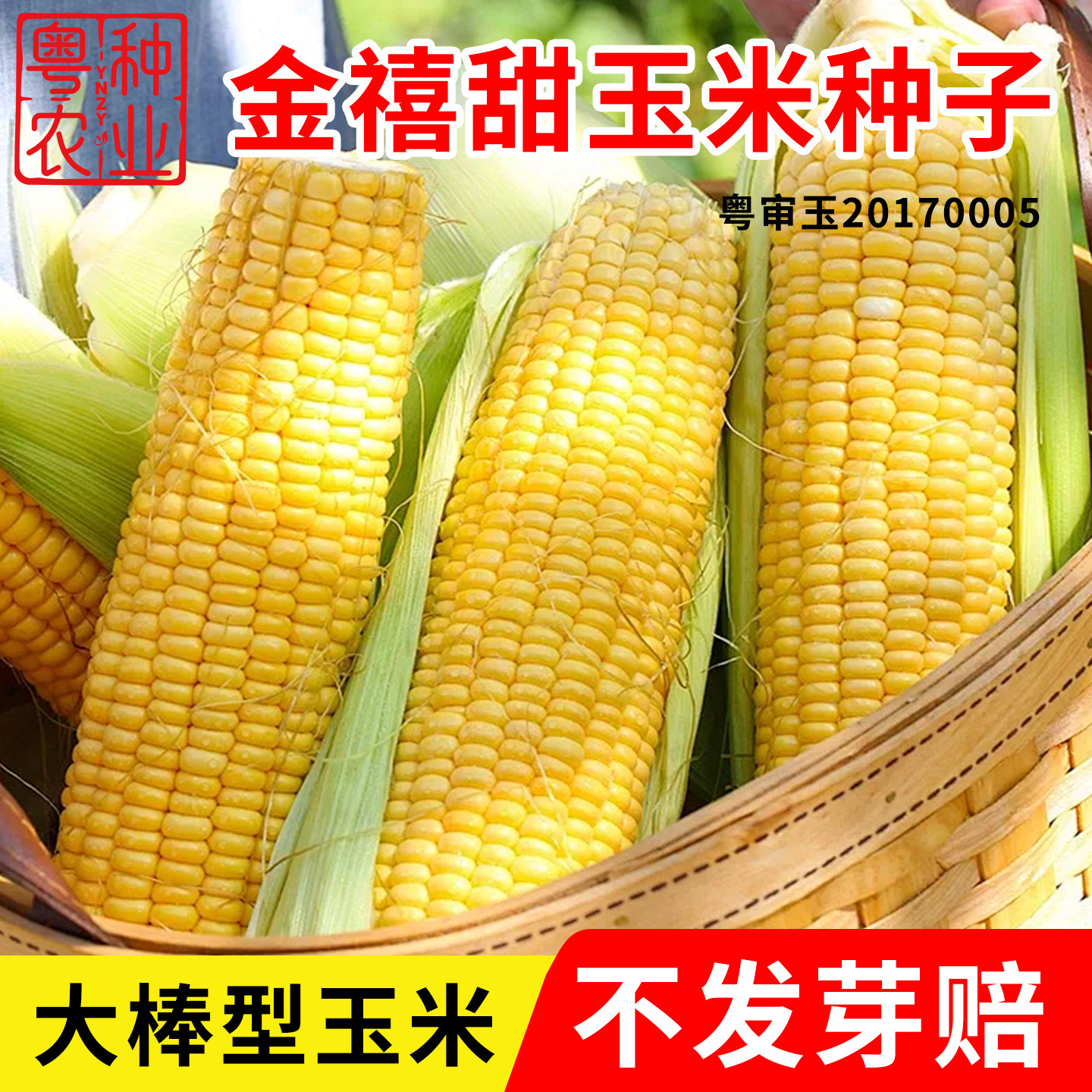 超甜耐热高产非转基因水果玉米种