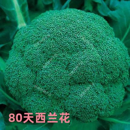 西兰花种孑西蓝花菜种子松花菜种籽花椰菜紫色花菜种农家四季蔬菜