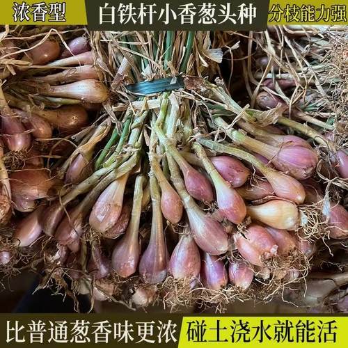 四季葱头小香葱种子简单易种植