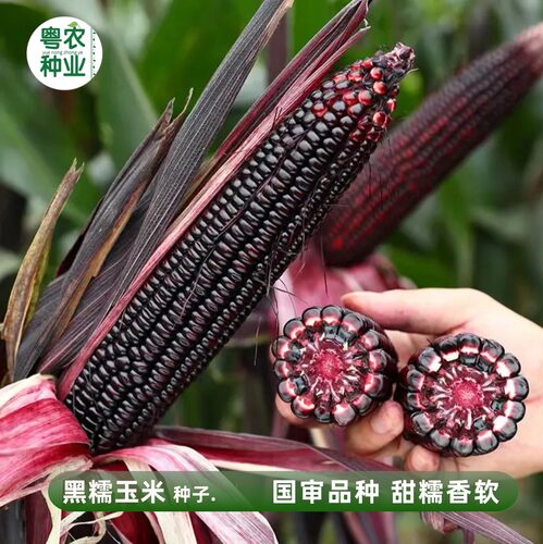 黑甜糯玉米种子南北种植紫玉米