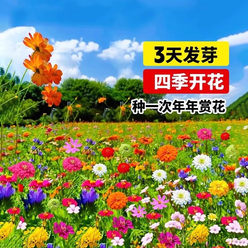 四季播种野花组合花种子