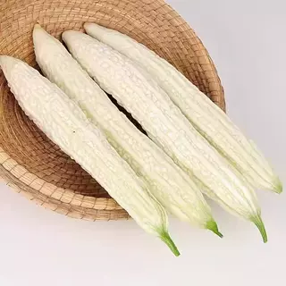 白苦瓜种子早熟高产大白苦瓜种子春季四季阳台菜园蔬菜苗种植带土