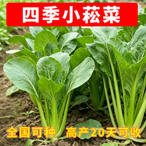 小松菜种子甜脆四季耐热速生蔬菜