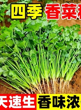 四季大叶香菜种子阳台室内花卉盆栽小香菜蔬菜种子四季可播种种籽