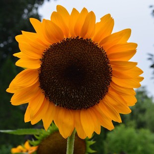 矮向日葵种子盆栽花油葵四季开花观赏植物太阳花室内外易种活种子