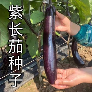 紫长茄子春秋烧烤茄种子四季播种庭院阳台盆栽农家茄瓜果瓜果蔬菜