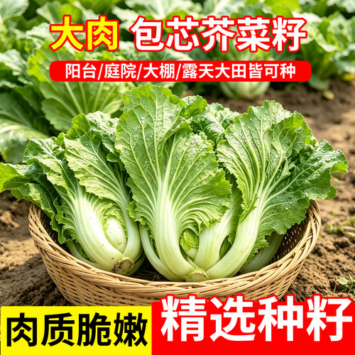 大肉包心芥菜种籽潮州酸菜