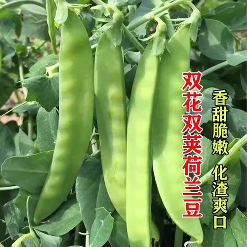 双花双夹甜脆荷兰豆种子秋冬种植