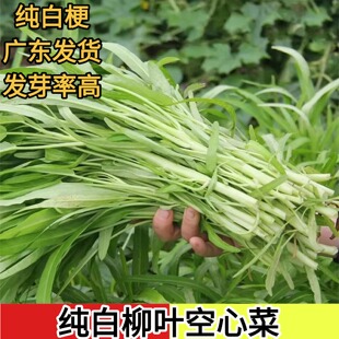 白杆柳叶空心菜种子阳台盆栽青菜耐热耐湿白梗柳叶空心菜农家四季