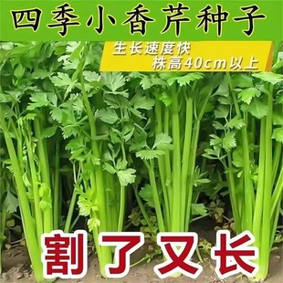 易种西芹蔬菜庭院阳台盆栽家庭种植香味浓细种籽 小香芹种子四季