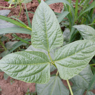豆叶种子豆叶菜豆角叶子特选专用豇豆种籽配汤伴侣可煮汤可煲汤