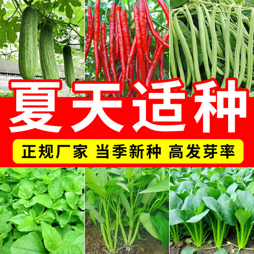 蔬菜种子阳台盆栽庭院四季