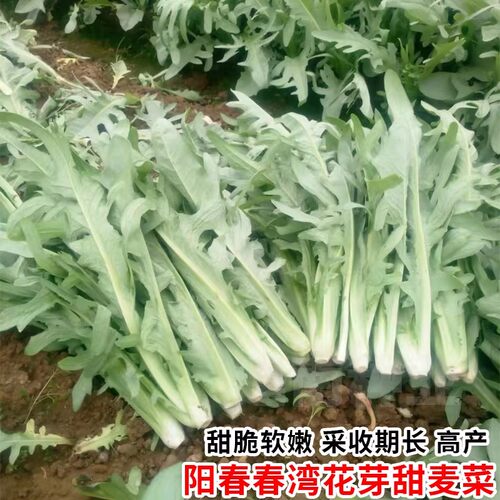 花芽唛菜种籽春湾甜脆种蔬菜种孑