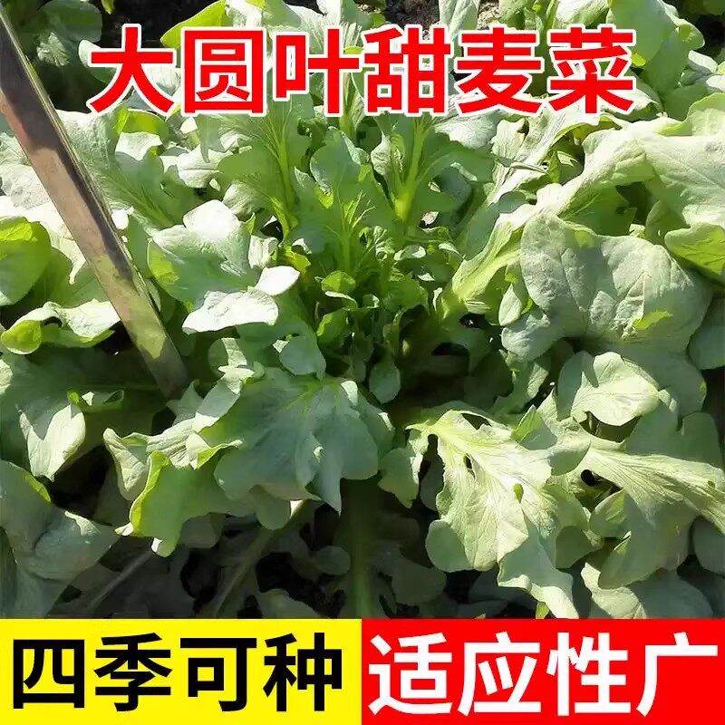 水东大圆叶类甜麦菜种子广东正品对版种阳台盆栽青菜农家四季种植