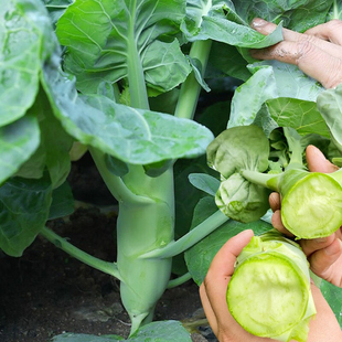 甜脆鸡腿芥蓝种子苗粗条芥兰种籽孑四季秋季蔬菜秧苗高产菜籽菜种