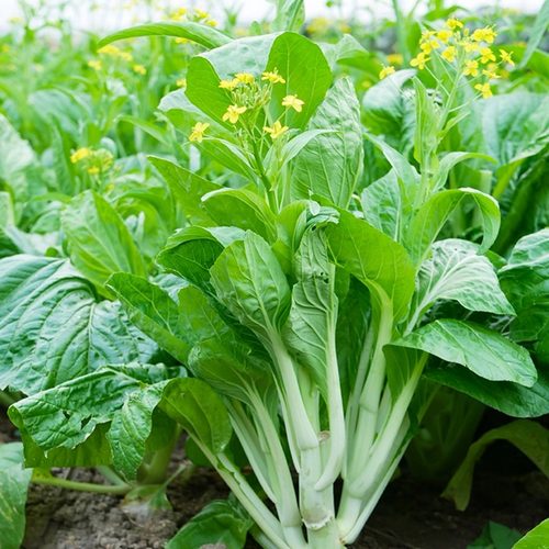 早熟白菜苔种籽阳台庭院种植