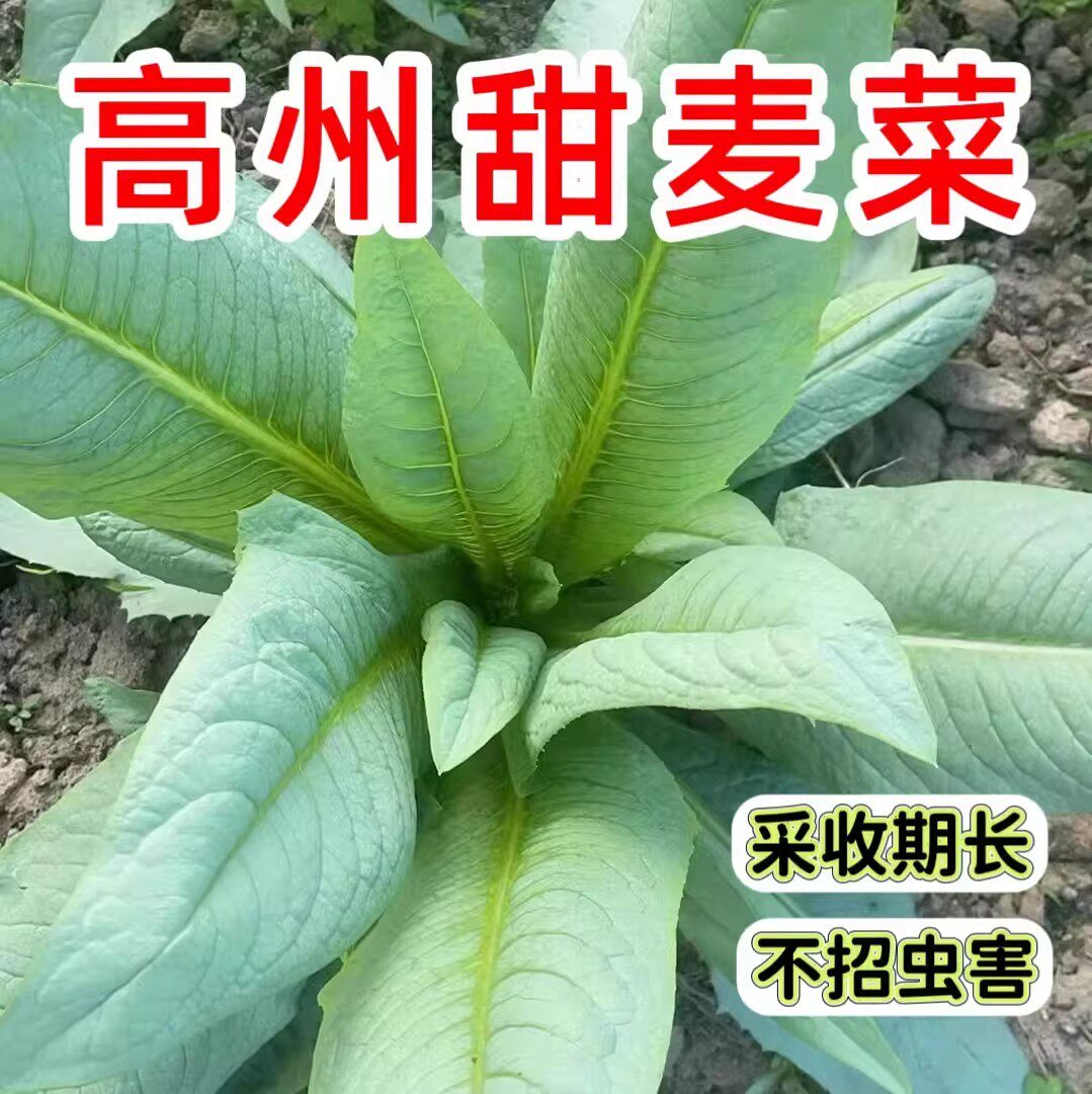高州大叶甜麦菜大田种植南方生长抗病产地季节耐寒四季耐热蔬菜苗