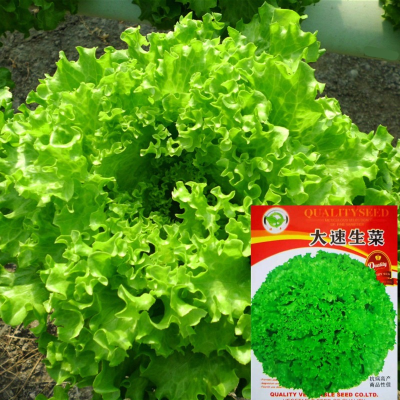 大速生菜种子四季盆栽散叶生菜籽