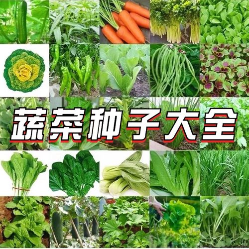 蔬菜种子大全四季播种保证芽率