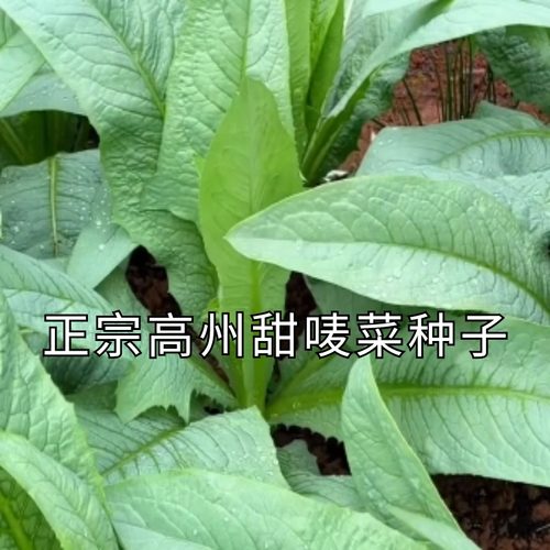博白八甲甜唛种子恩平高州四季花芽圆叶唛菜种深圳阳春苦麦菜种籽