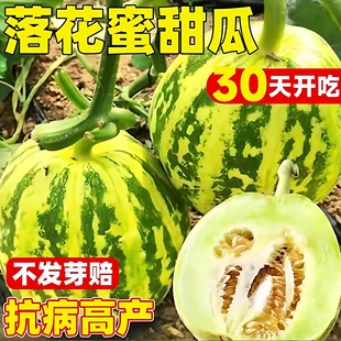 超甜落花甜甜瓜瓜种子花皮红壤甜瓜种籽薄皮糖度高早熟水果种子孑