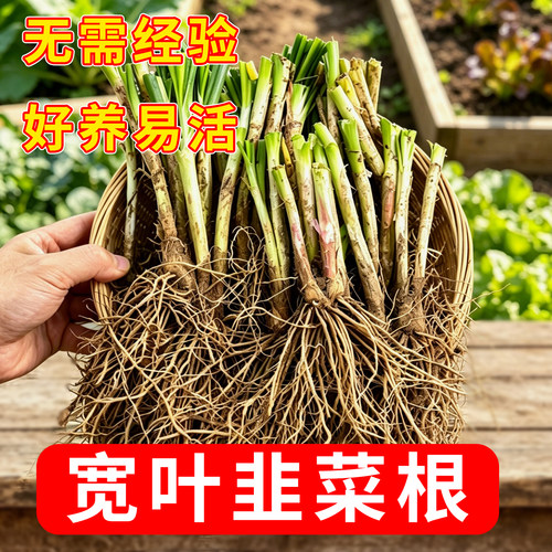 韭菜根苗现挖基地直发