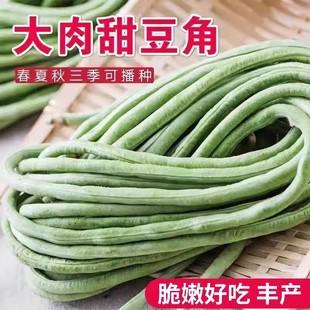 超好吃大肉糯米甜豆角种子白长豆角春夏秋播白玉长豇豆易种蔬菜孑