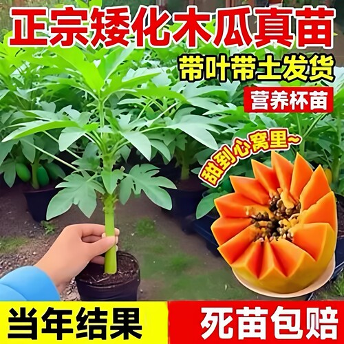 四季木瓜果苗冰糖红庭院种植盆栽