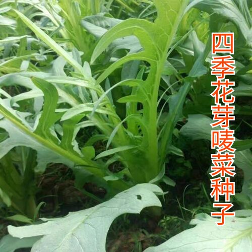 花芽甜唛菜种子大全四季阳台盆栽