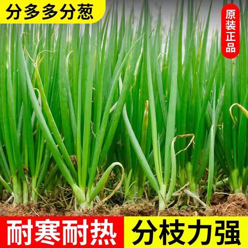 分多多香葱分葱种籽高产葱种子