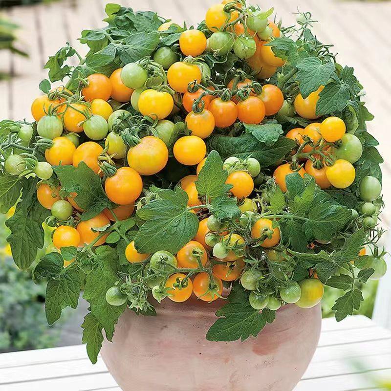 矮生盆栽黄番茄种子蔬菜种子樱桃